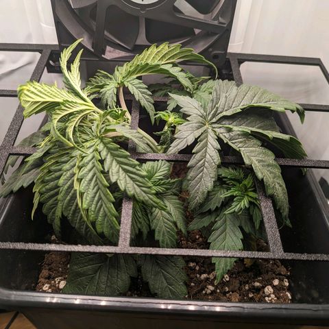 Caro growlog timeline photo