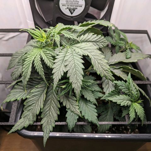 Caro growlog timeline photo
