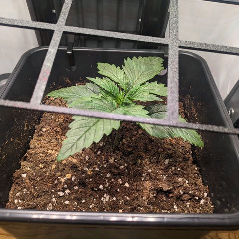Caro growlog timeline photo