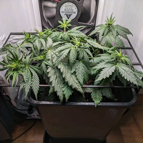 Caro growlog timeline photo