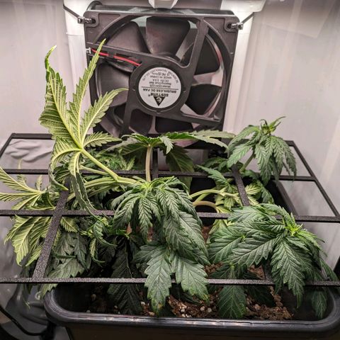 Caro growlog timeline photo