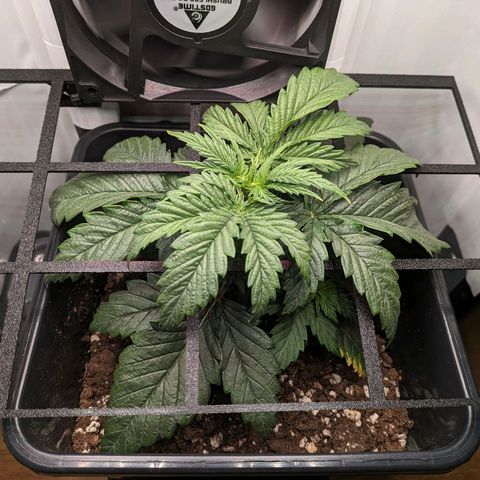 Caro growlog timeline photo