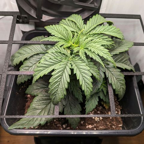 Caro growlog timeline photo