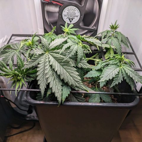 Caro growlog timeline photo