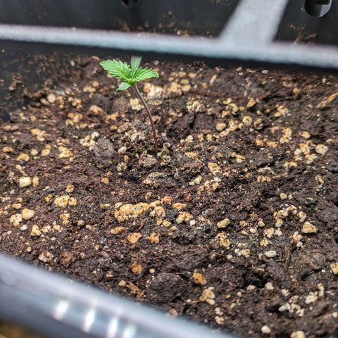 Caro growlog timeline photo
