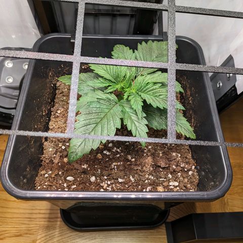 Caro growlog timeline photo