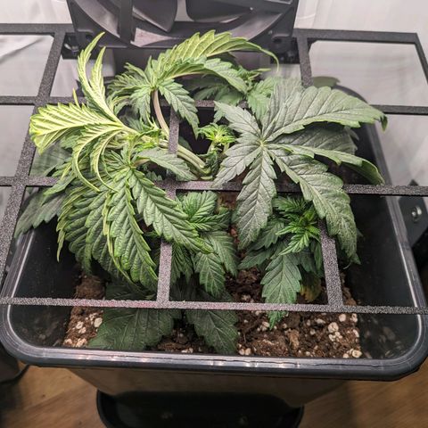Caro growlog timeline photo