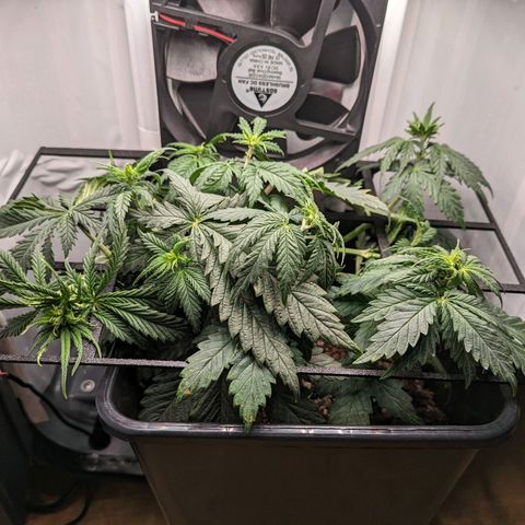 Caro growlog timeline photo