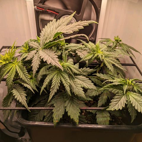 Caro growlog timeline photo