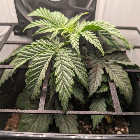 Caro growlog timeline photo