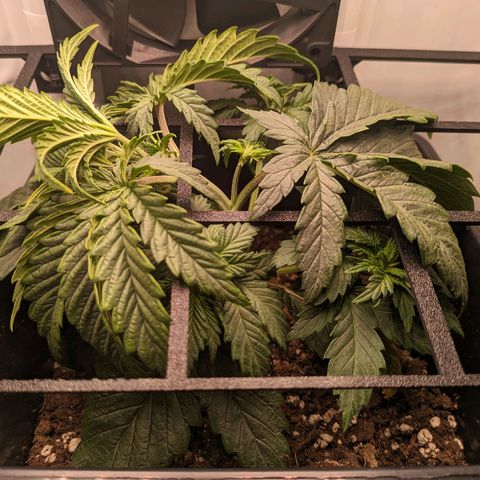 Caro growlog timeline photo