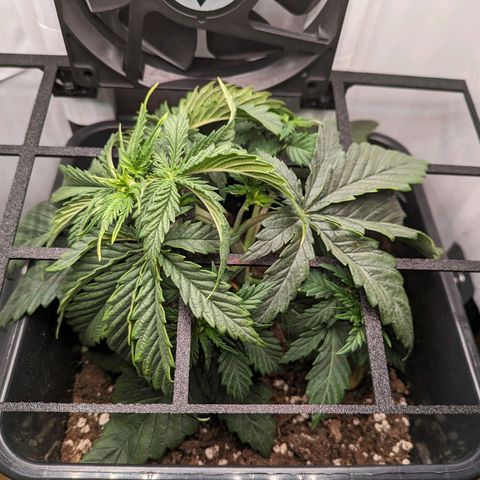 Caro growlog timeline photo