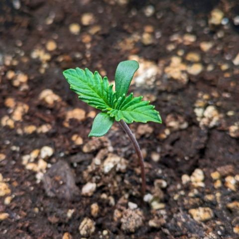 Caro growlog timeline photo