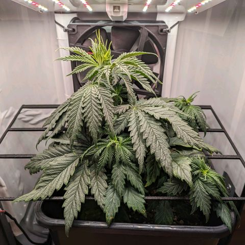 Caro growlog timeline photo