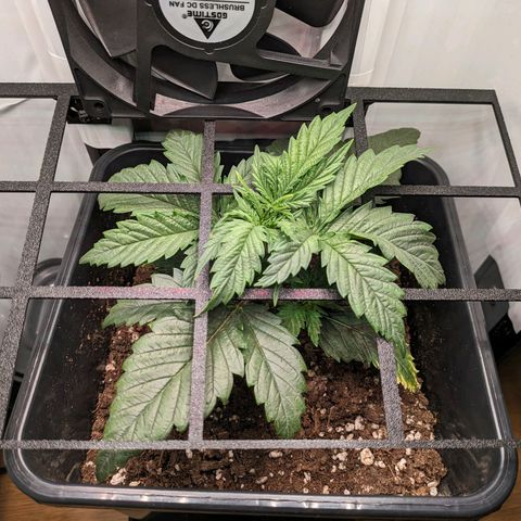 Caro growlog timeline photo