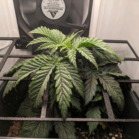 Caro growlog timeline photo