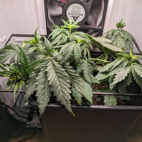 Caro growlog timeline photo