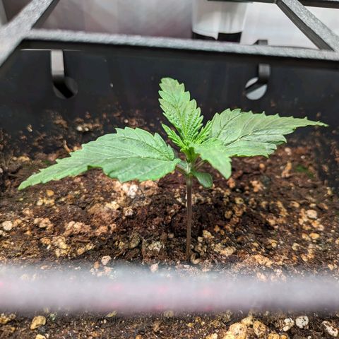 Caro growlog timeline photo