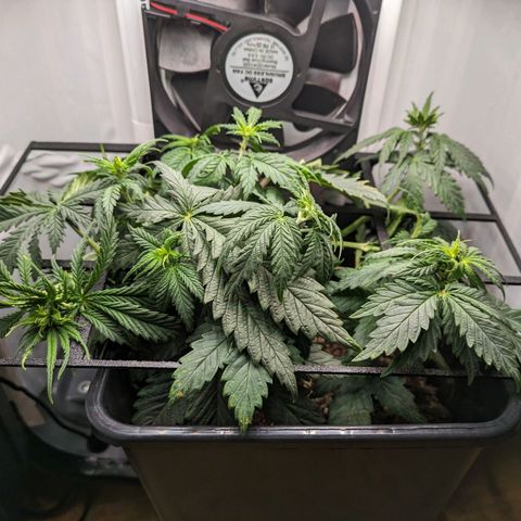 Caro growlog timeline photo