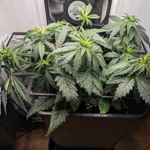 Caro growlog timeline photo
