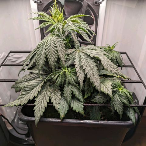 Caro growlog timeline photo