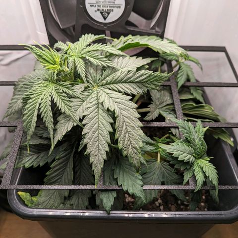 Caro growlog timeline photo