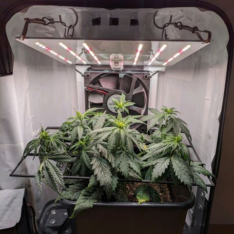 Caro growlog timeline photo