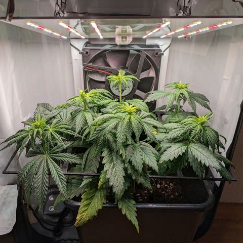 Caro growlog timeline photo