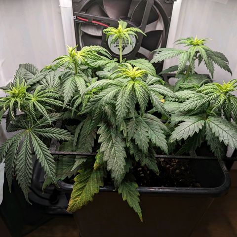 Caro growlog timeline photo
