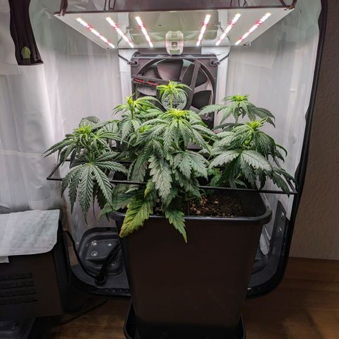 Caro growlog timeline photo