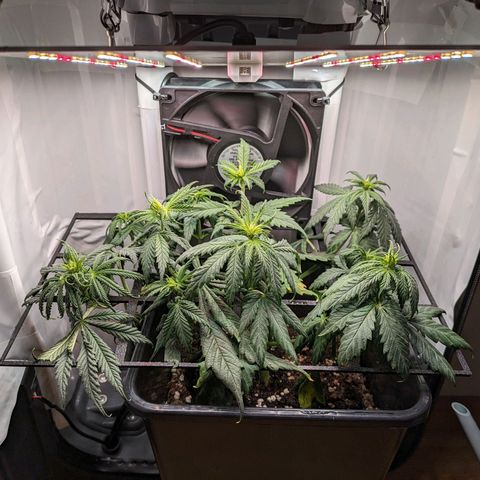 Caro growlog timeline photo