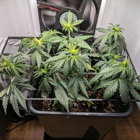 Caro growlog timeline photo
