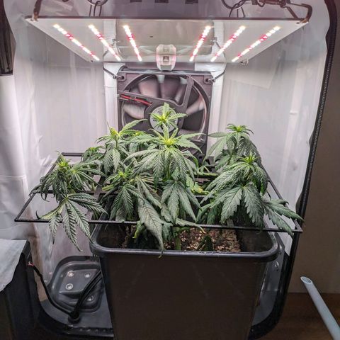 Caro growlog timeline photo