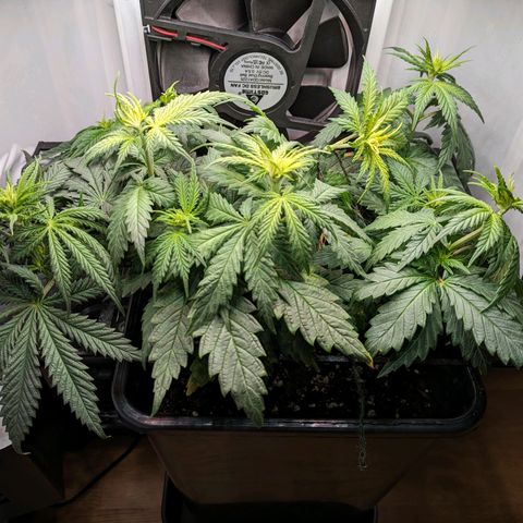 Caro growlog timeline photo