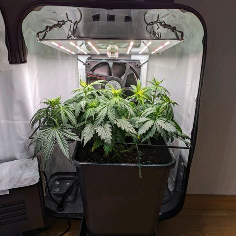 Caro growlog timeline photo