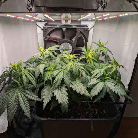 Caro growlog timeline photo