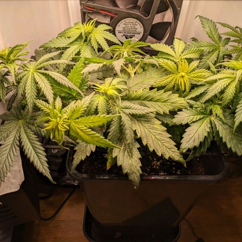 Caro growlog timeline photo