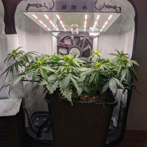 Caro growlog timeline photo