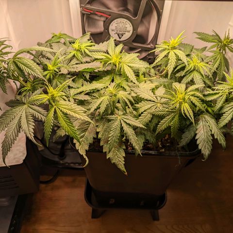 Caro growlog timeline photo