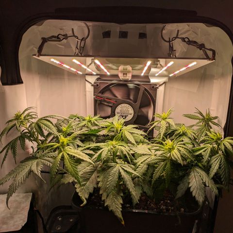 Caro growlog timeline photo