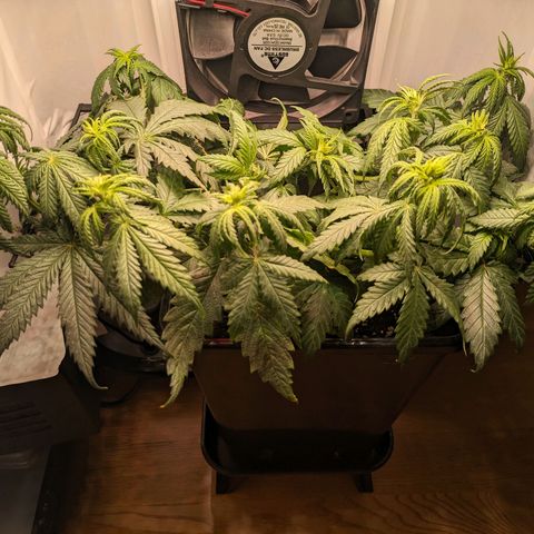 Caro growlog timeline photo