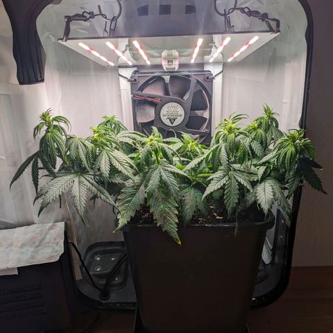 Caro growlog timeline photo