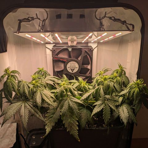 Caro growlog timeline photo