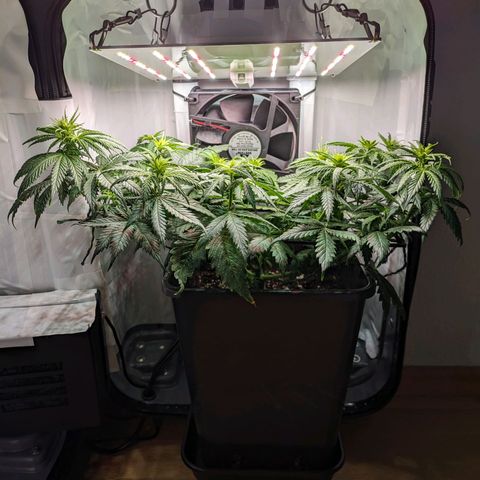 Caro growlog timeline photo