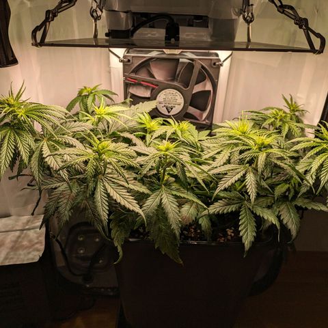 Caro growlog timeline photo
