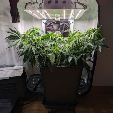 Caro growlog timeline photo