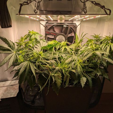 Caro growlog timeline photo