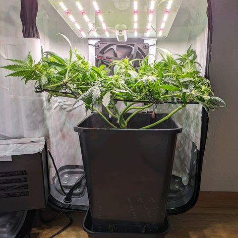 Caro growlog timeline photo