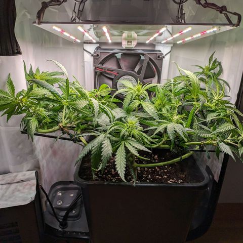 Caro growlog timeline photo