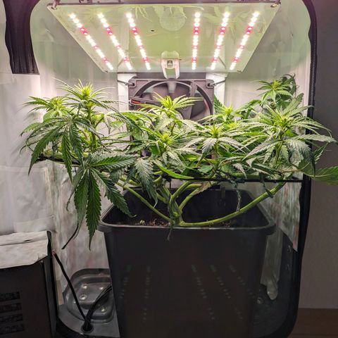 Caro growlog timeline photo